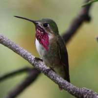 Calliope Hummingbird